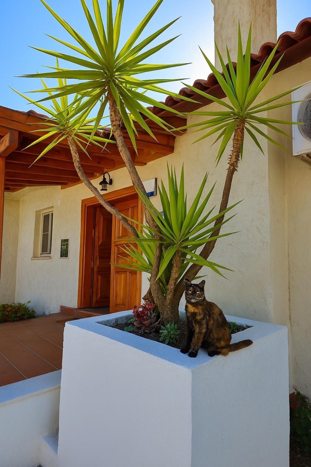 Villa Cedrus Akyaka  Exteriör bild